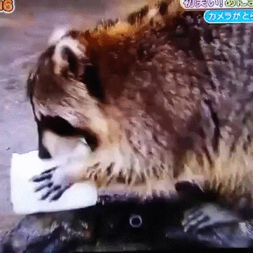 giphy (10).gif