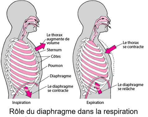 Rôle du diaphragme dans la respiration