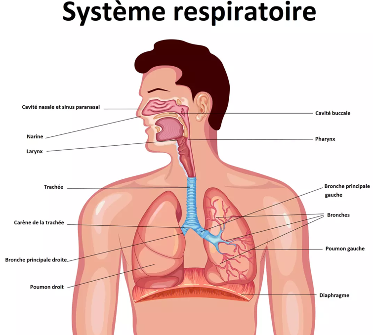 Système respiratoire