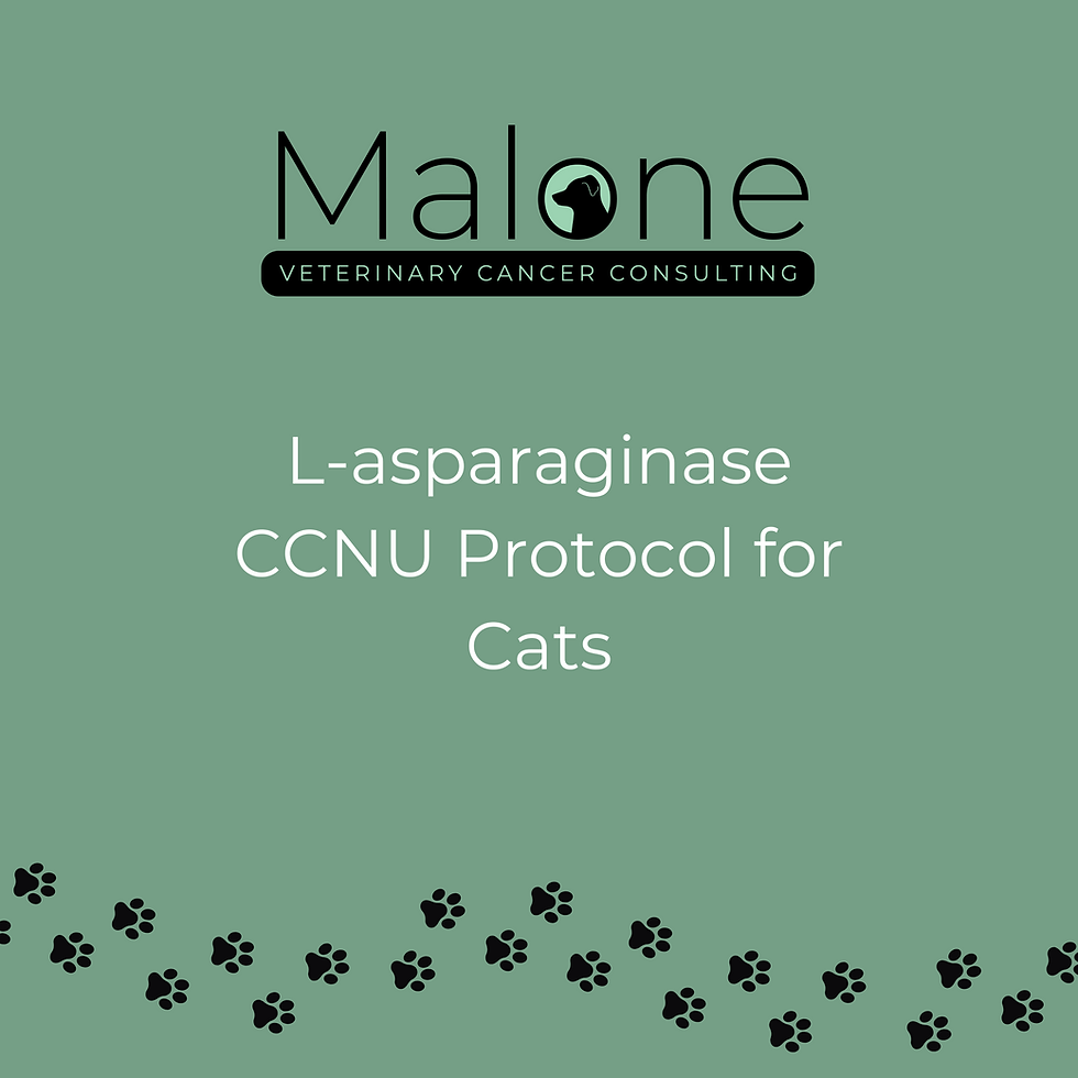 L-asparaginase CCNU lomustine chemotherapy protocol for cats with cancer