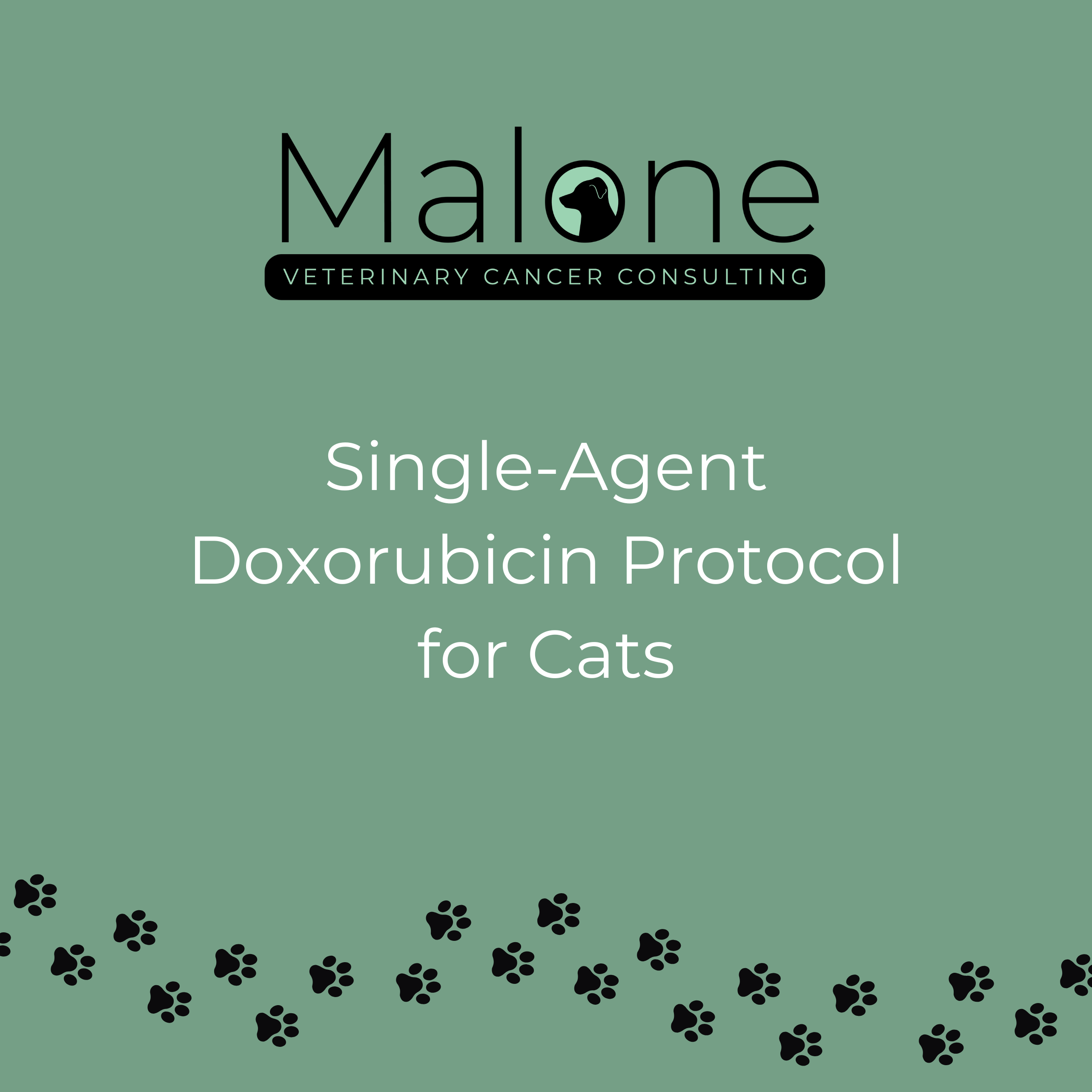 doxorubicin adriamycin  chemotherapy protocol for cats with cancer