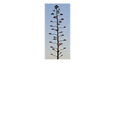 LOGO - TRANSPARENT COPY (002).png