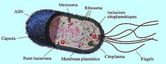bacteriestruct.jpg