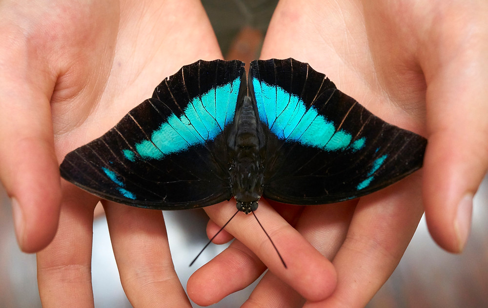 Blue morpho butterfly. Photo: Jessica Groenendijk, Words from the Wild