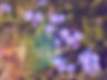 myosotis_edited.jpg