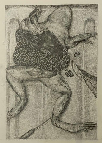 Dissection of a Frog
