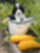 Boy puppy 2.jpg