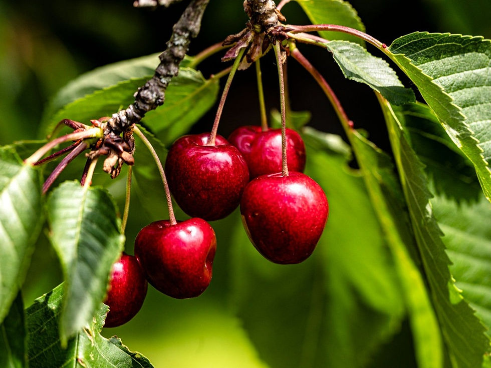 Thumbnail: Fruit Trees