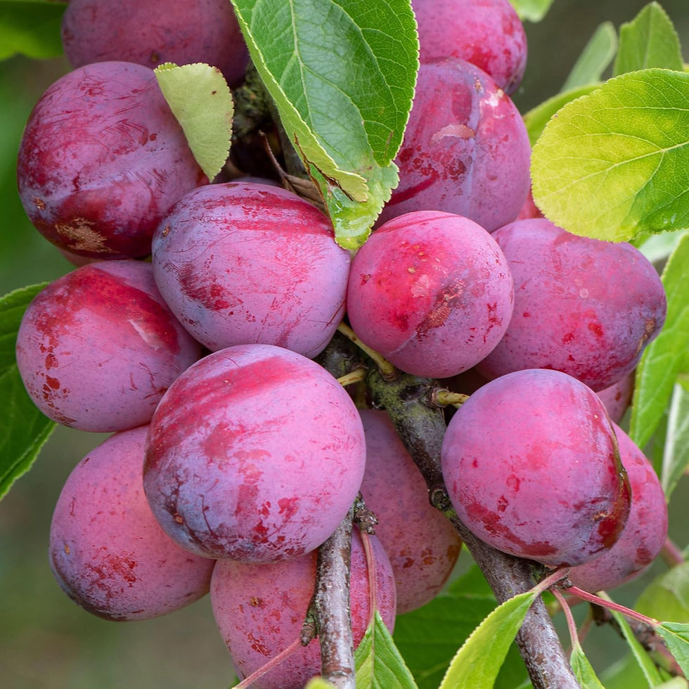 Thumbnail: Fruit Trees