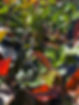 IMG_5347.JPEG