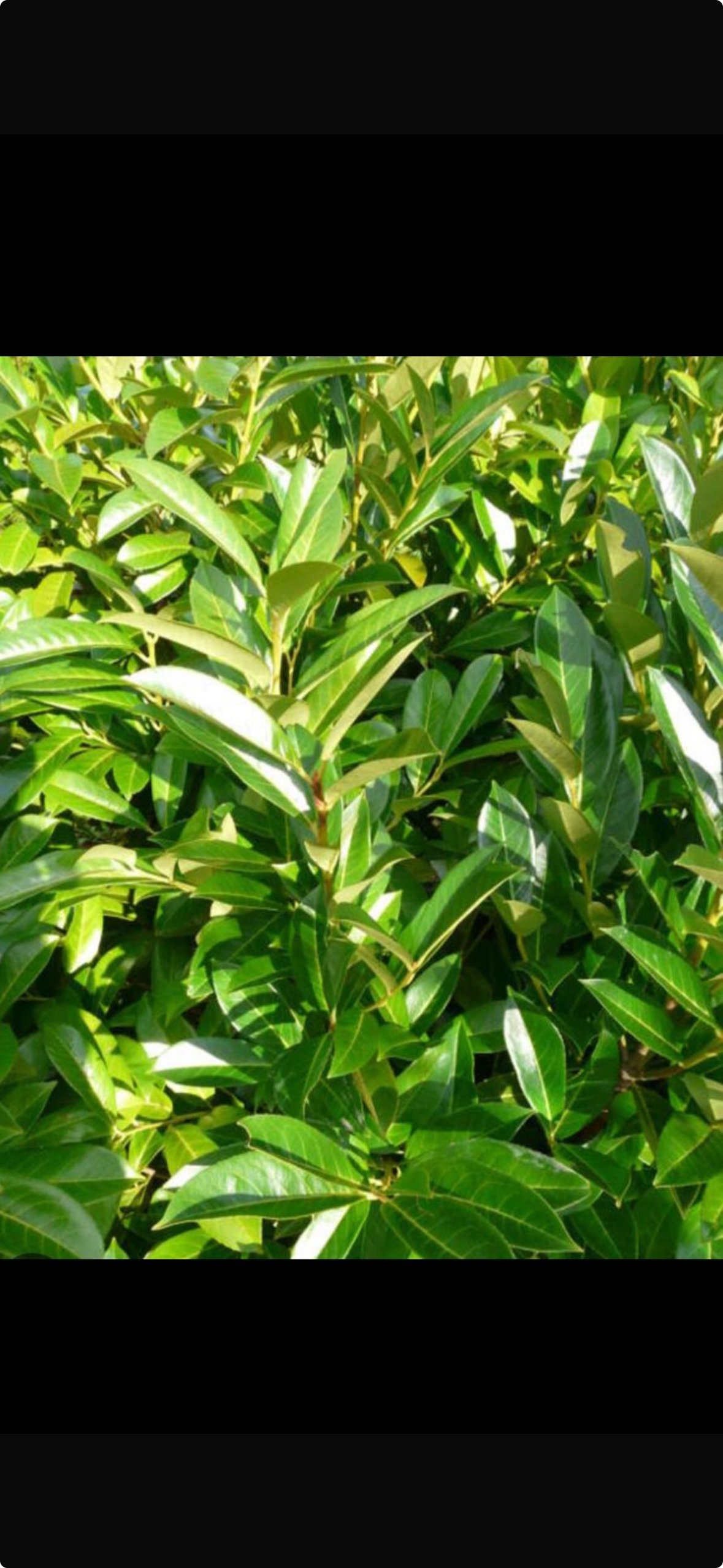 Cherry Laurel Hedging