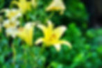 lily-5404127_1280.jpg