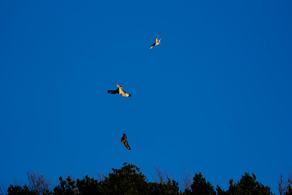 Three buzzards flying