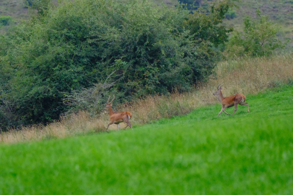 Red Deer fleeing