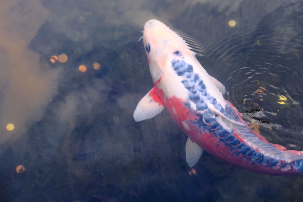 Asagi Koi