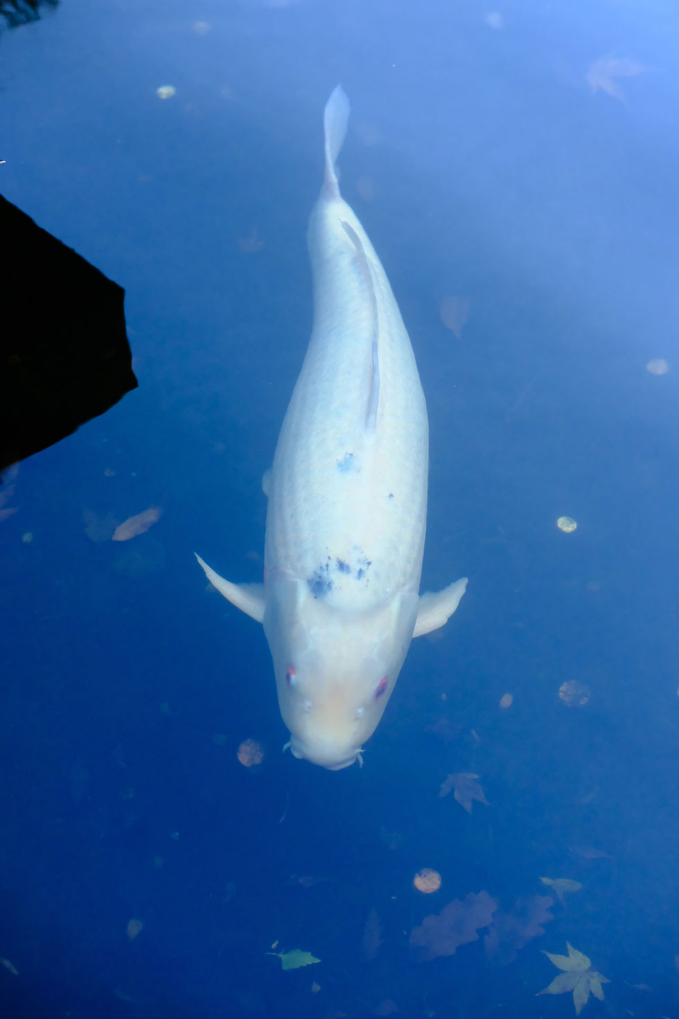 Shiro Utsuri koi