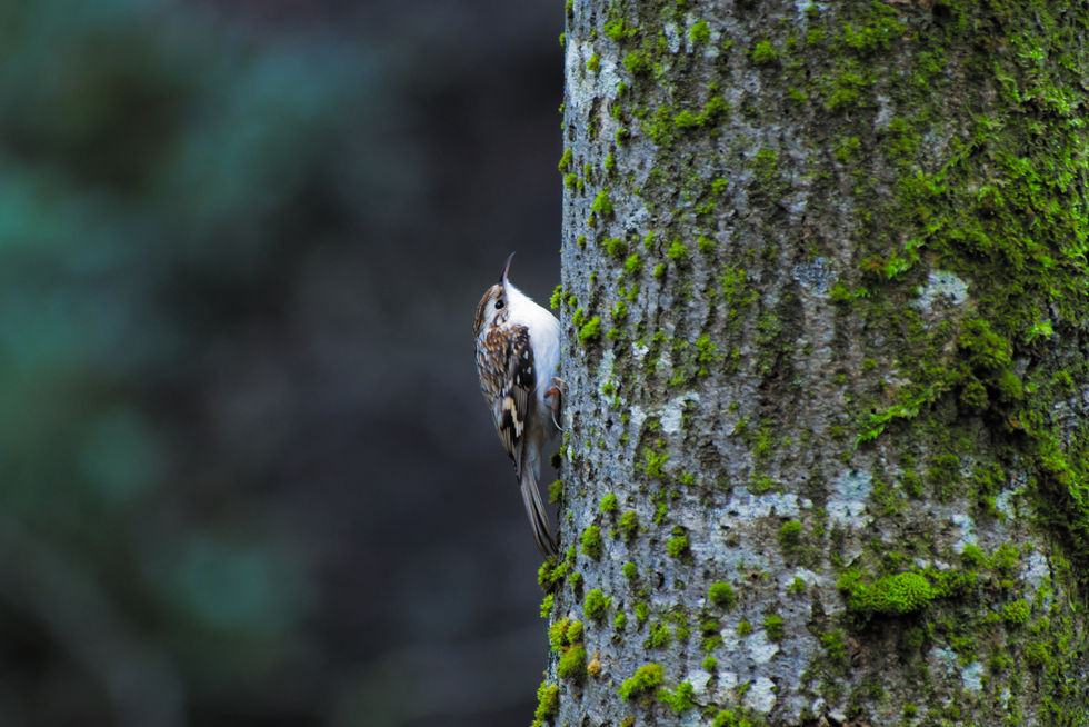 Treecreeper