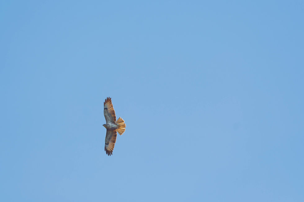 Buzzard