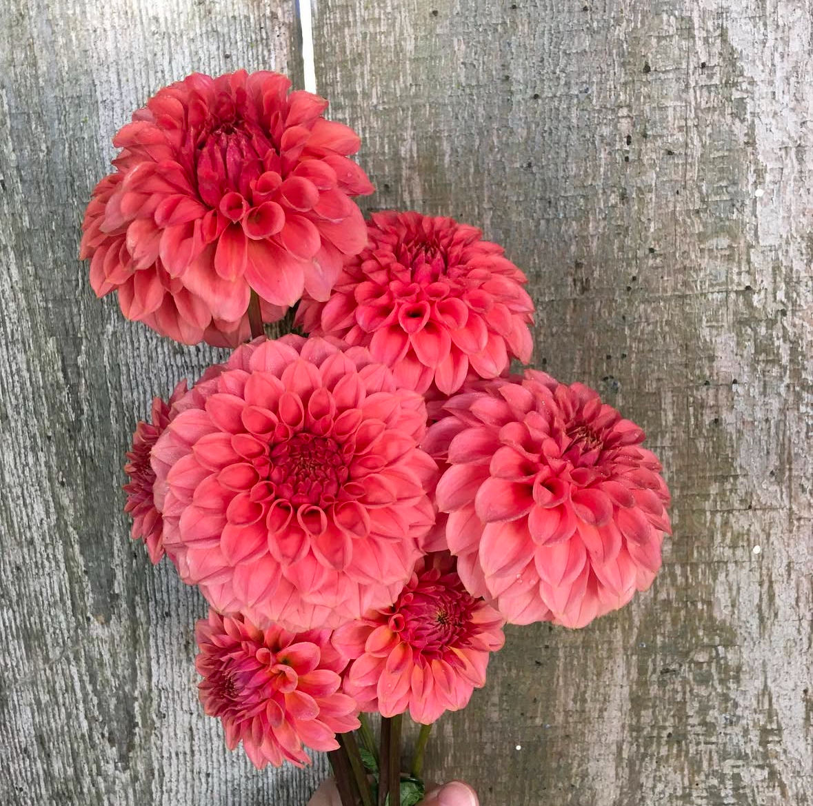 KA's ® Keltie Rose