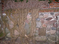 wall with plants.jpeg