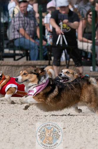 Corgi Yodi Bear Ted Morty.JPG