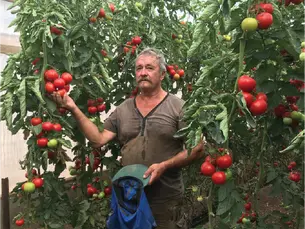 Neil Schiller harvesting organic tomatoes at Coastal Organics on South Australia's Yorke Peninsula.