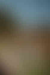 Bride and groom exchanging vows at their outdoor wedding ceremony.