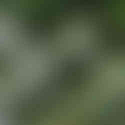 Pacific Palms Iconic Cabbage Tree Palms