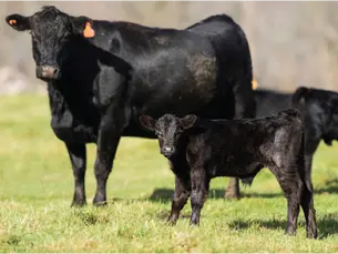 Beef cattle grazing at Cangoura Farm in Bathurst, NSW where PyroAg Wood Vinegar supports soil health and pasture productivity.