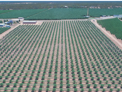 Belehris Estate almond orchard in Renmark, South Australia