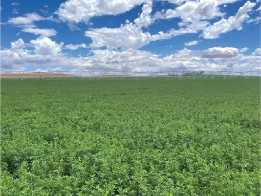 Justin Boughen at Sandalwood Poll Merino in South Australia discussing the use of PyroAg Wood Vinegar across cereal crops and mixed farming operations.