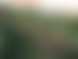 Cabbage Tree Palms Pacific Palms NSW