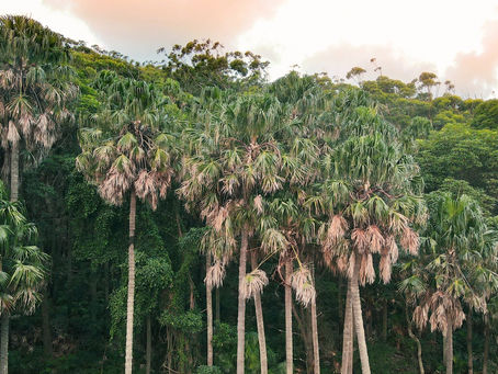 Cabbage Tree Palms Pacific Palms NSW