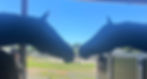 IMG_5980.jpeg