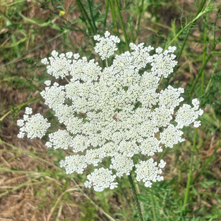 Collecting Flowers