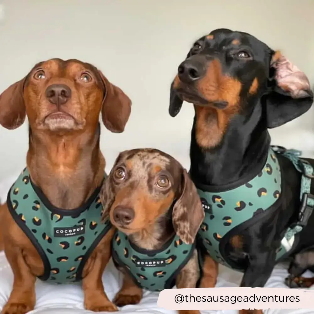 Khaki Leopard Adjustable Neck Harness