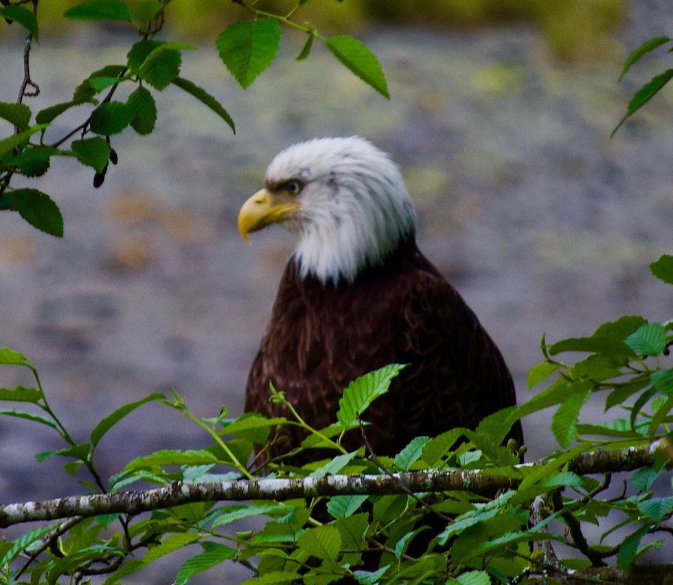 Bald Eagle at Herring Bay as seen from Alaska Rainforest Sanctuary