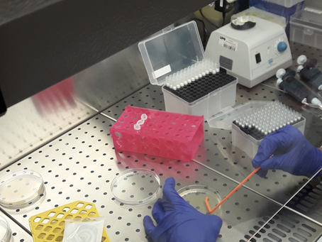 Plating roots homogenate