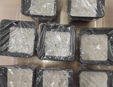 Inoculation of rice seedlings