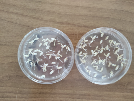 Germination of rice seeds