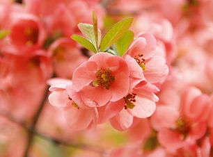 altrosa_blüte_detail_1.jpg