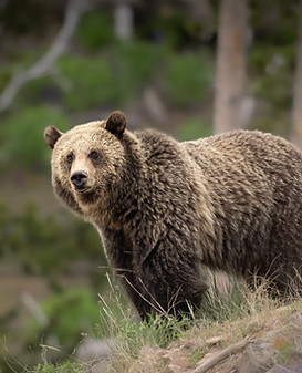 grizzly.jpg