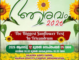 Blooming sunflower field at Aaravam 2026 Sunflower Fest at Naaden Agro Farms in Menamkulam, Trivandrum.