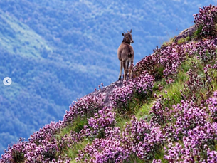 Neelakurinji in Munnar covering the mountain slopes with blue-purple flowers during the rare 2026 bloom.