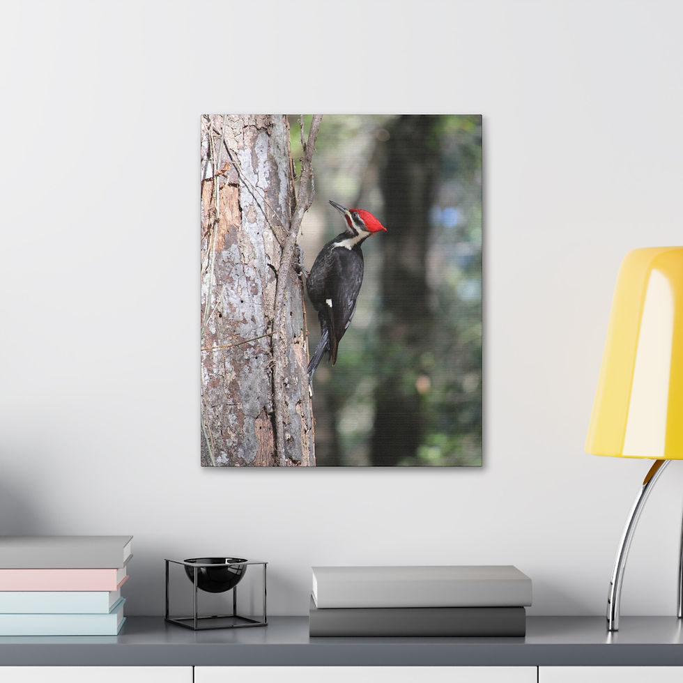 Thumbnail: Watchful Sentinel - Bird Wall Art, Canvas