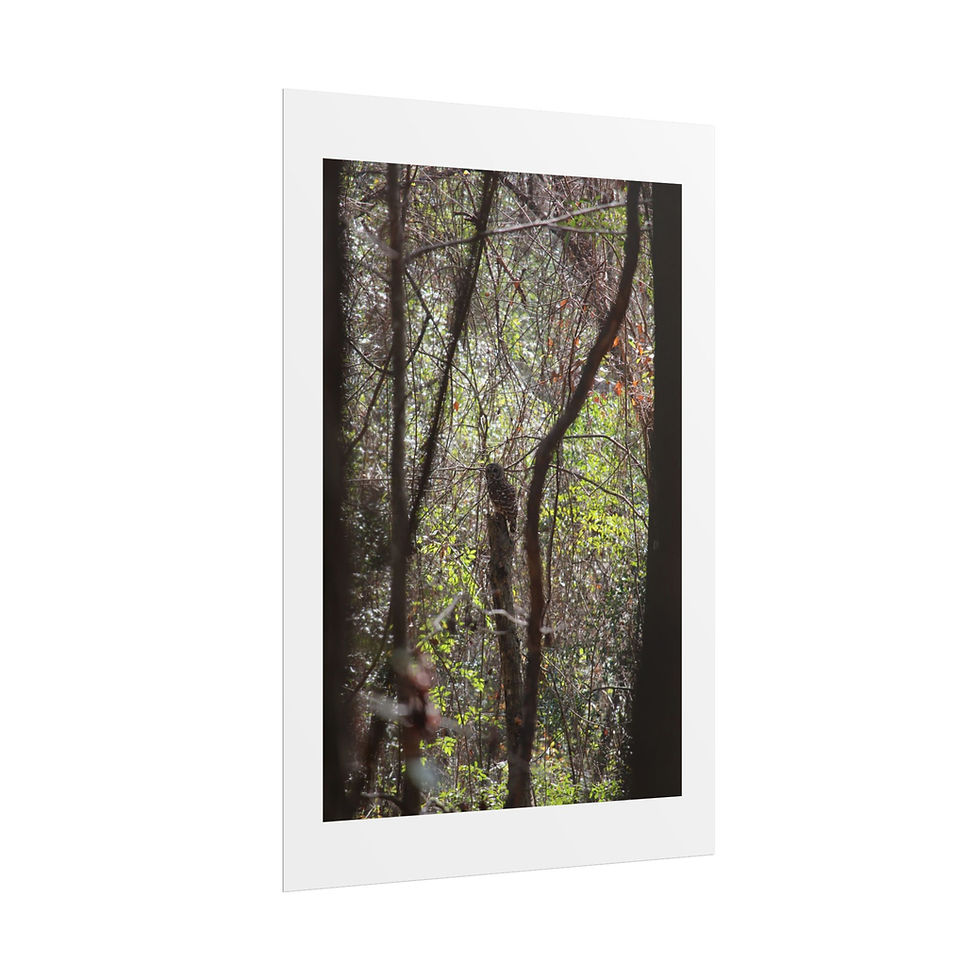 Thumbnail: Barred Owl on Watch - Bird Wall Art, Poster