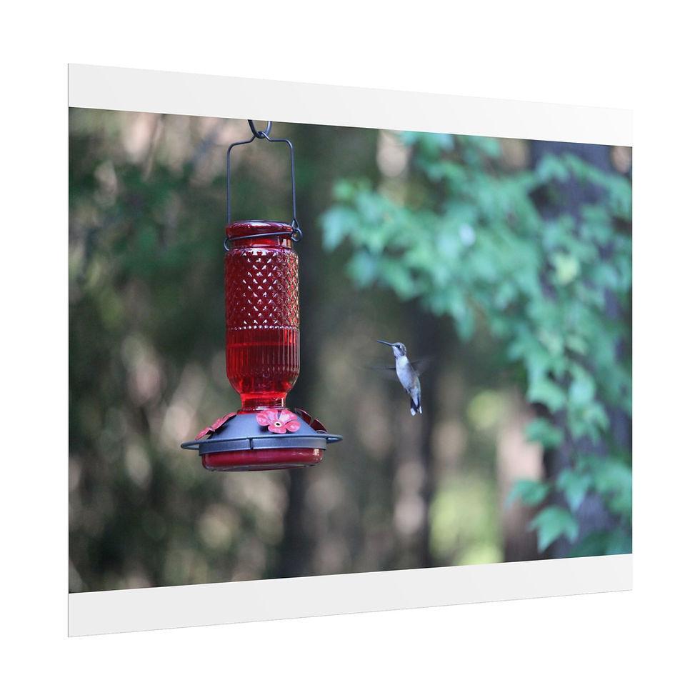 Thumbnail: Hummingbird Pause - Bird Wall Art, Poster