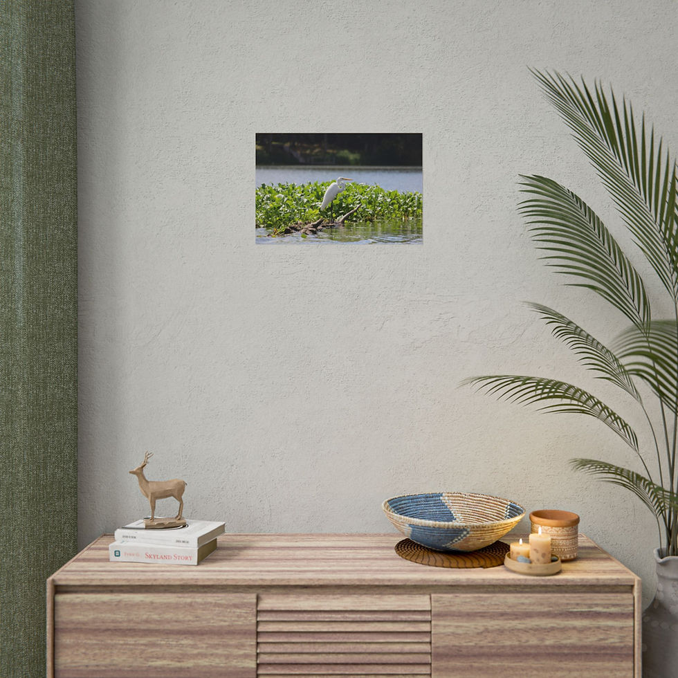 Thumbnail: Grace in White - Bird Wall Art, Poster