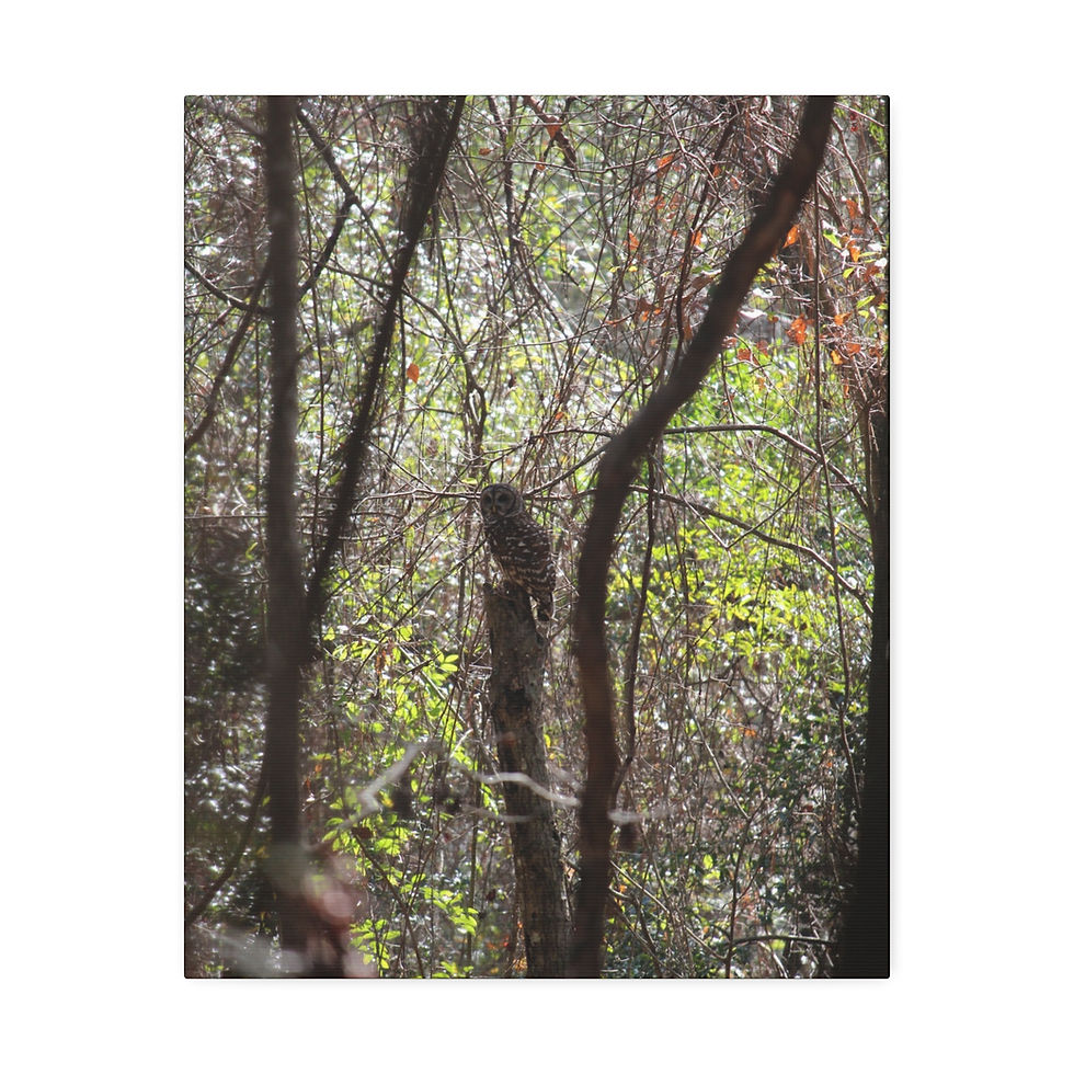 Thumbnail: Barred Owl on Watch - Bird Wall Art, Canvas