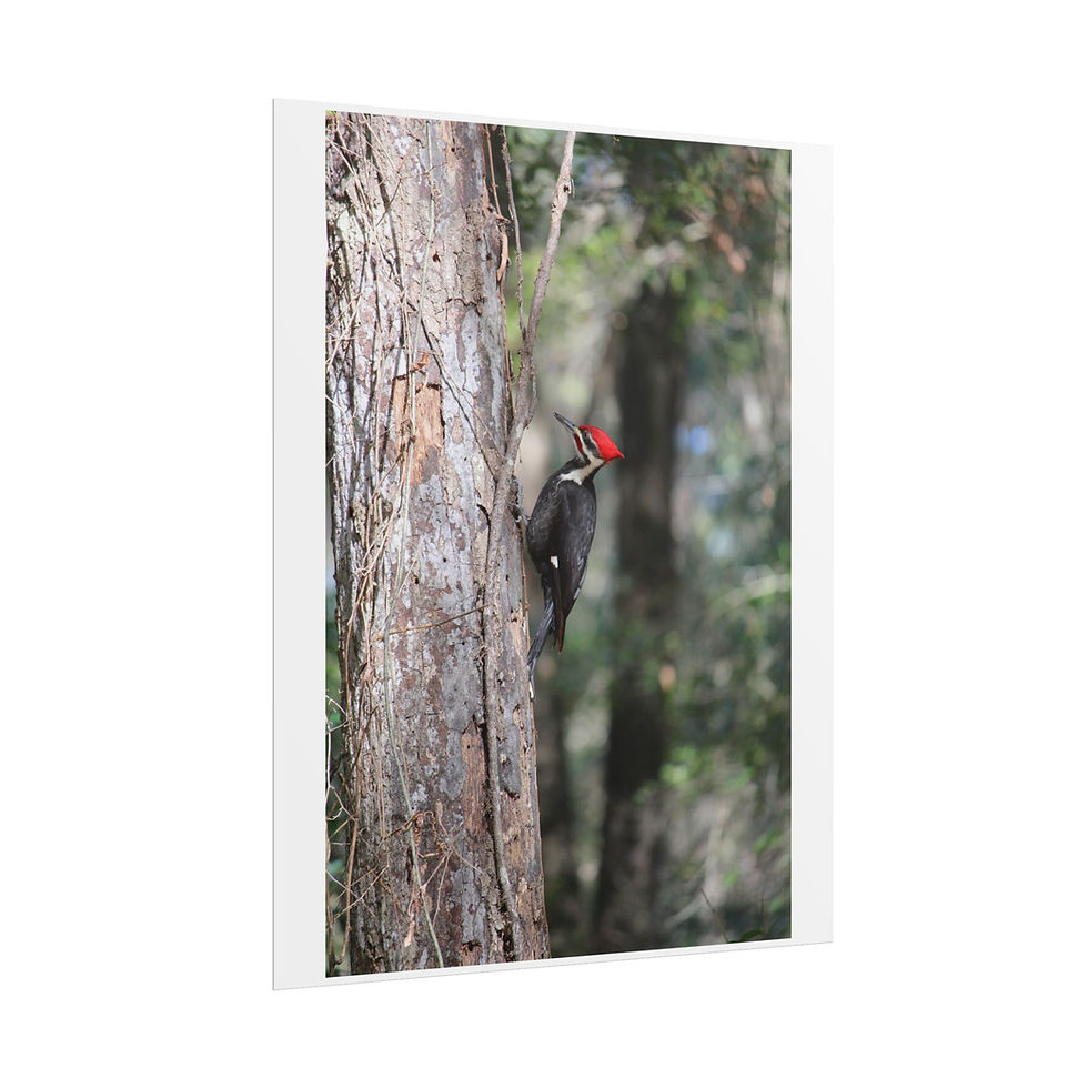 Thumbnail: Watchful Sentinel - Bird Wall Art, Poster